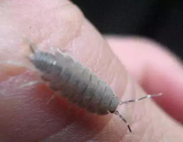 防治蔬菜地下害虫的无公害农药,蔬菜害虫种类及防治ppt