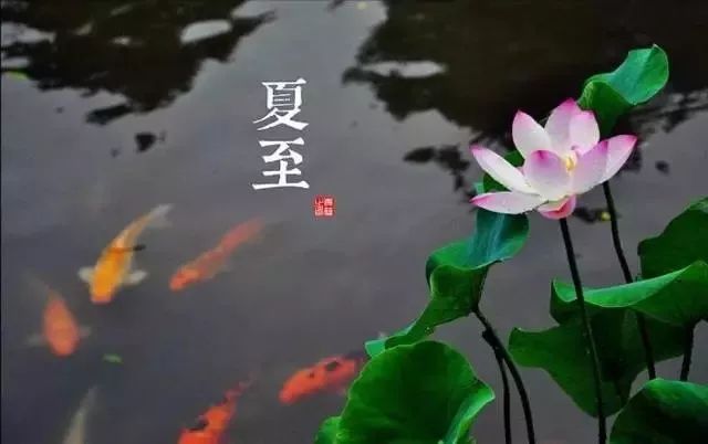 24节气适合喝什么茶,一年最热的节气宜喝什么茶