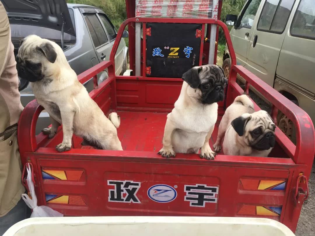 巴哥犬价格在多少钱,八哥犬200块钱