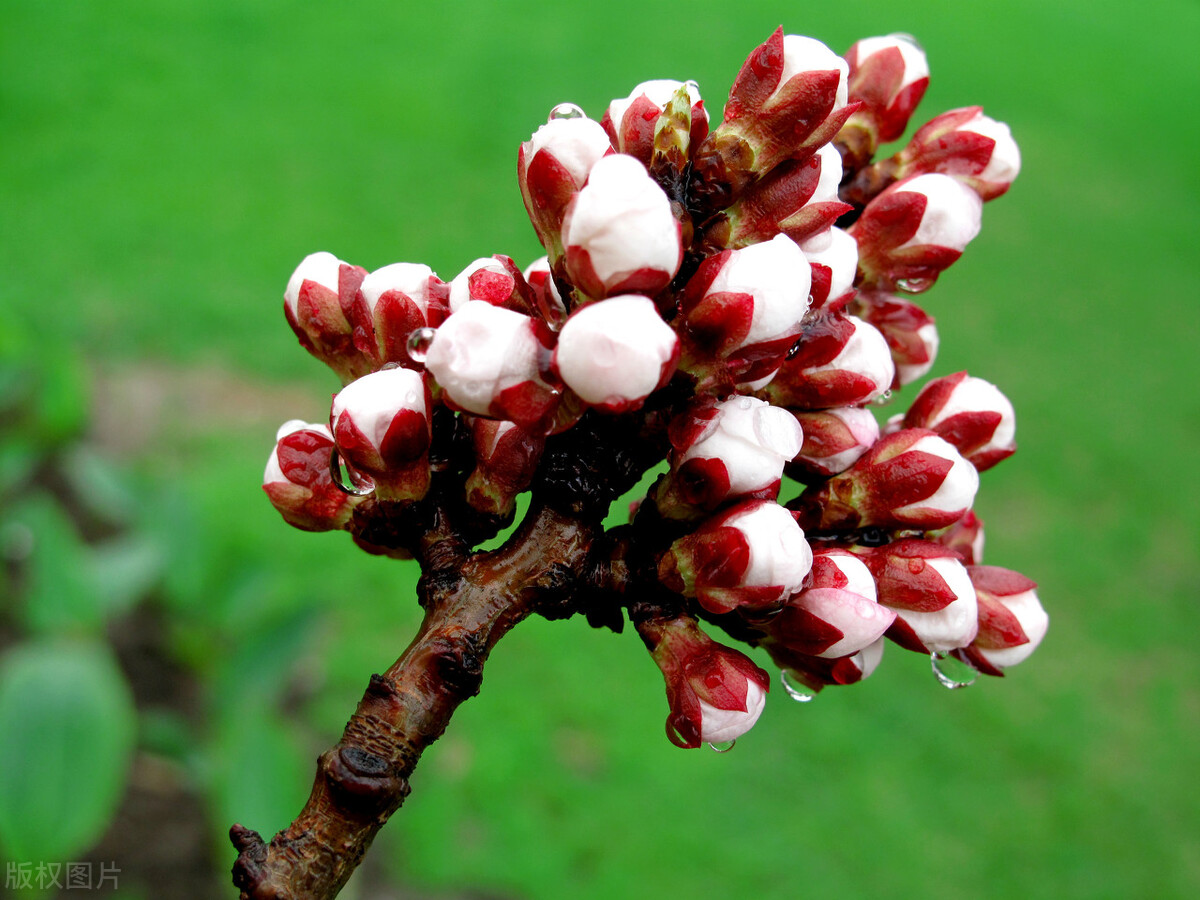 中国原产又盛产的水果,什么水果是中国原产