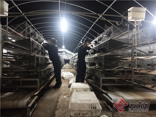 云南一养兔场遭遇狂风暴雨险垮塌，警方5小时紧急转移4000只兔子