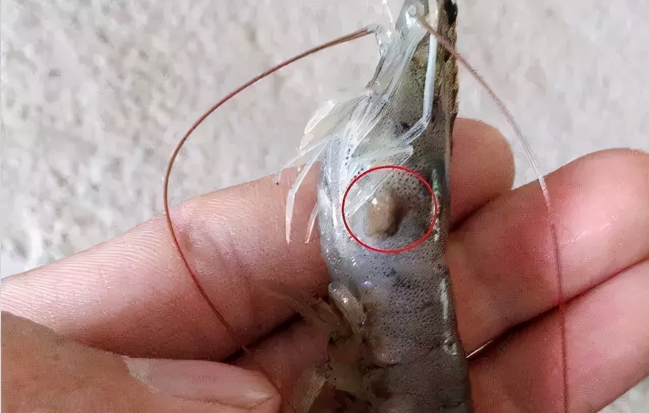 压箱底绝招，盐巴在水产上有大用