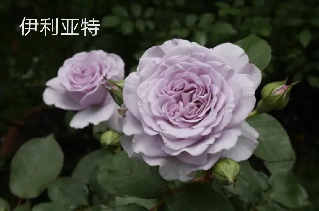 木村卓功推荐的月季,木村卓功月季