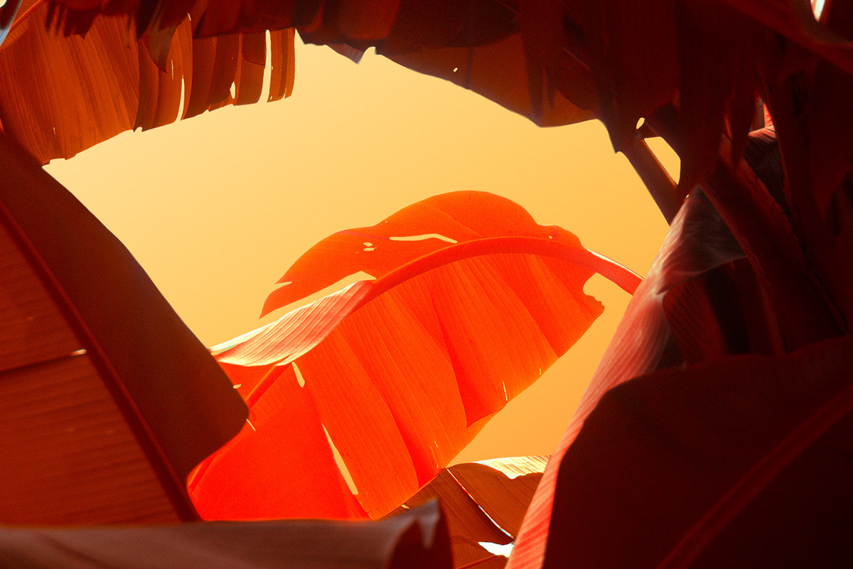 原来树叶也能这样拍,用这几个技巧树叶也能拍得这么美