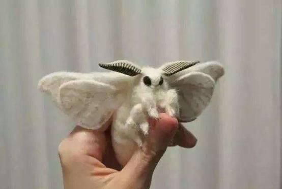 为什么蛾子看着这么恶心,常见的扑棱蛾子