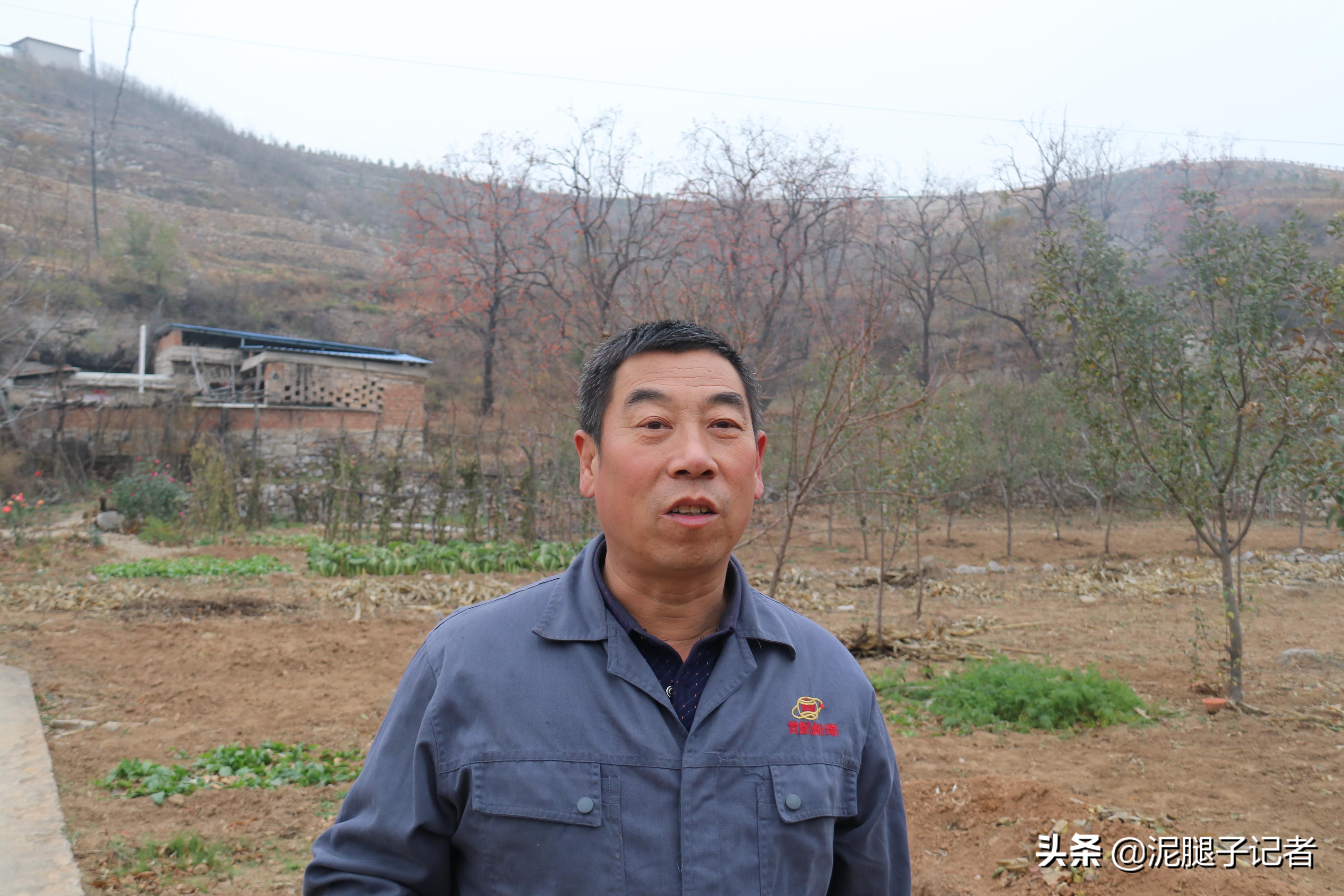 深山老屋无人采摘柿子,柿子红透了却无人采摘