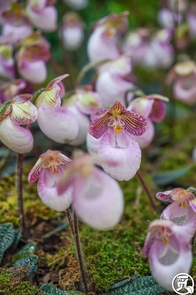 深圳史上最大最美的花展来啦,走进深圳仙湖植物园的国际花展