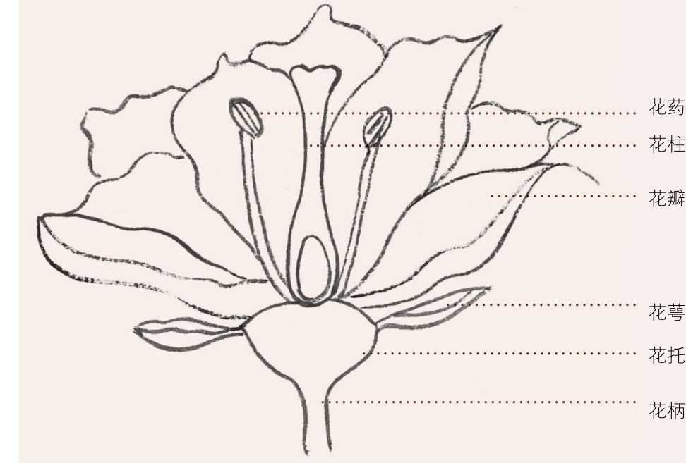 牡丹切瓣花国画画法,国画山茶花花瓣画法