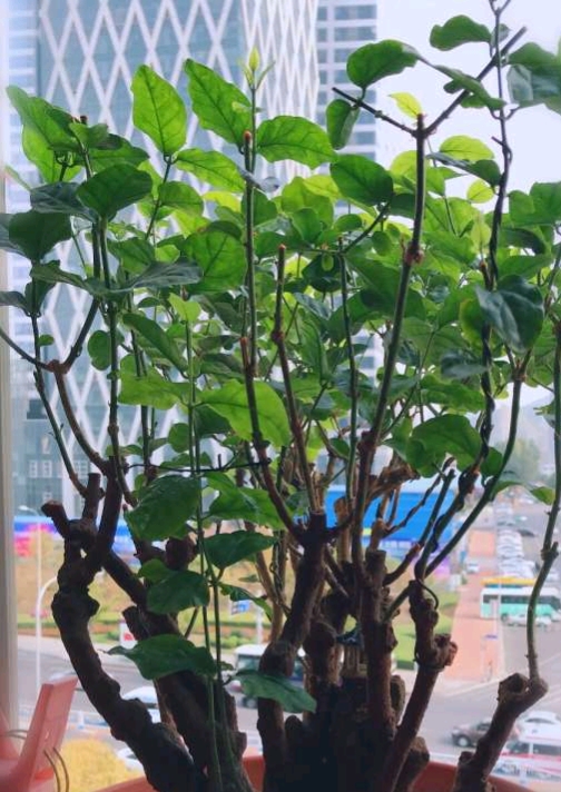 适合家里盆栽很香的花,适合盆栽的香味浓郁常开的花