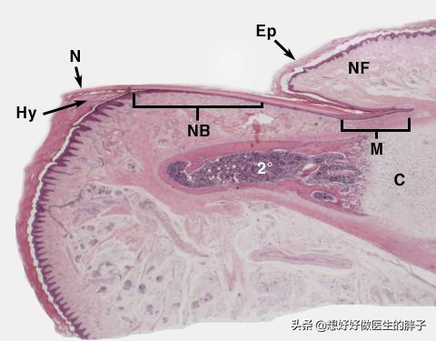 夏日女神们钟爱的美甲安全吗？指甲是如何生长的？医生告诉您