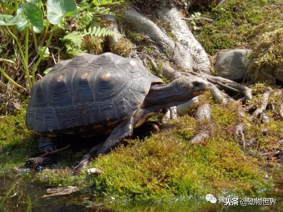 红腿象龟新手入门教程,黄腿象龟