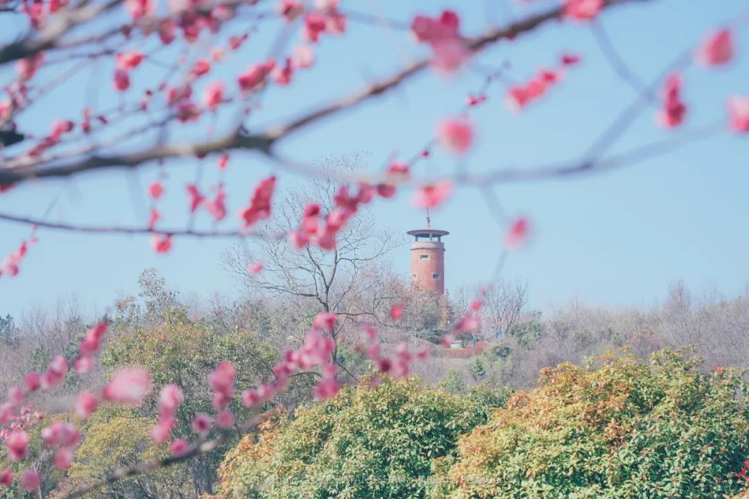 南京赏梅花的绝佳位置,南京赏梅花的最佳地方