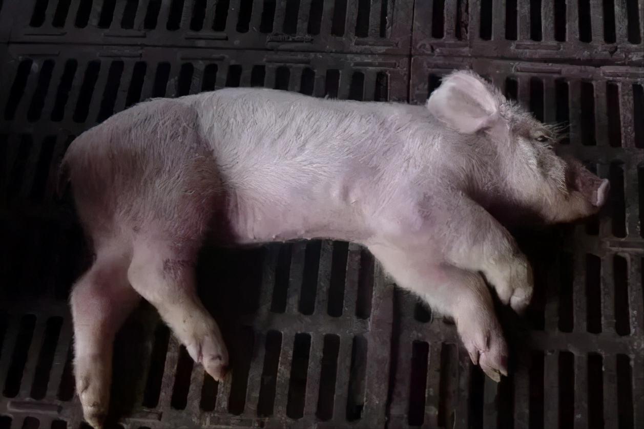 磺胺治猪病的最佳方法视频,猪用磺胺药有哪几种