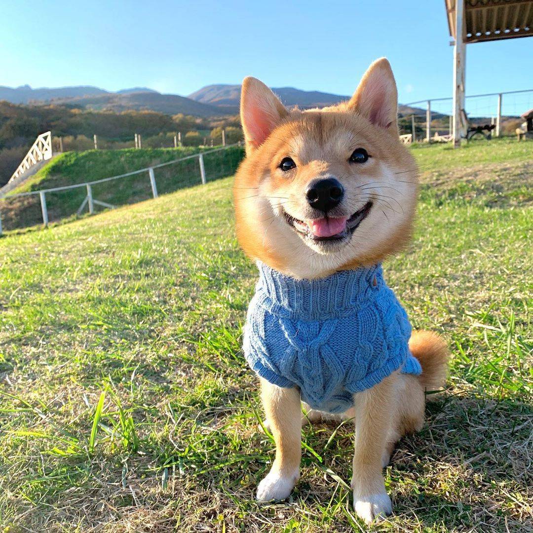 广州去哪里买柴犬比较便宜,广州买柴犬最好的地方