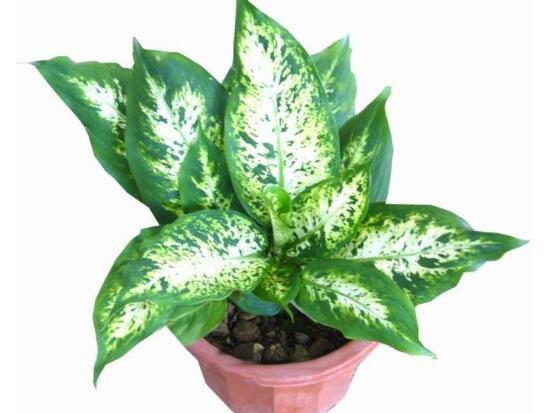 紫背万年青有没有药用价值,紫背万年青有毒吗