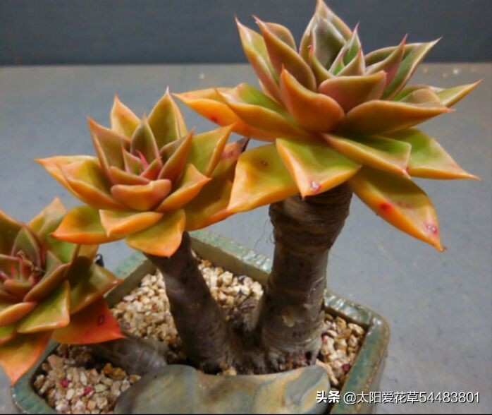 多肉冻伤叶片全部化水了怎么补救,多肉为什么夏天黑根了还能活