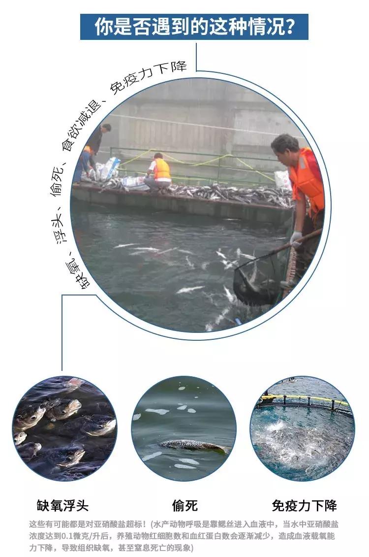 硝化细菌深度解析,如何挑选一款好的硝化细菌