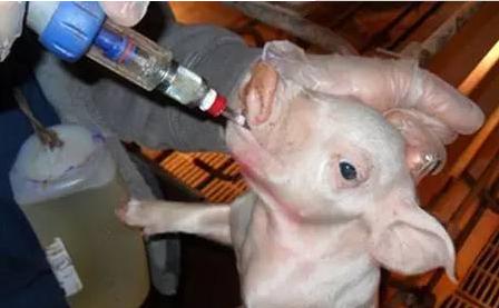 猪长期咳嗽怎么治,如何正确的预防猪咳嗽