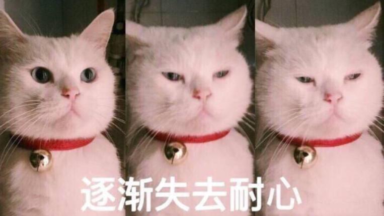 养什么猫可以带来好运,养什么猫会带来好运