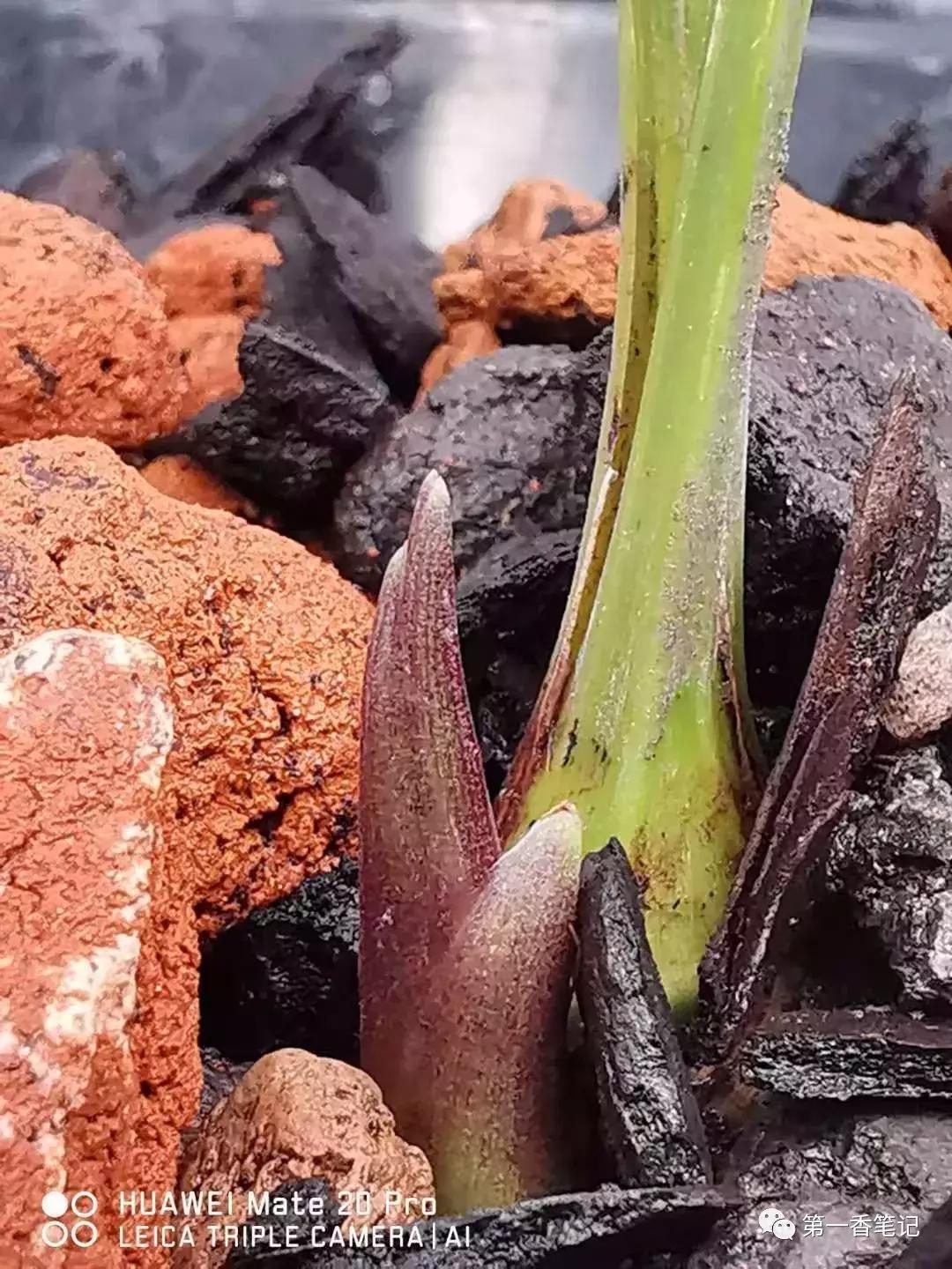 兰花品种鉴别视频,兰花花芽的鉴别