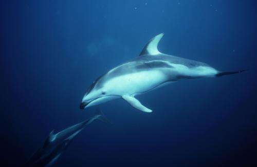 长江珍贵动物,长江唯一哺乳动物