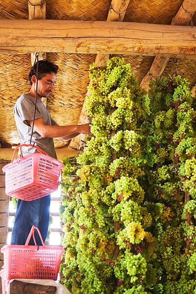 葡萄干吃的时候要怎么洗,葡萄干吃的时候怎么洗比较干净