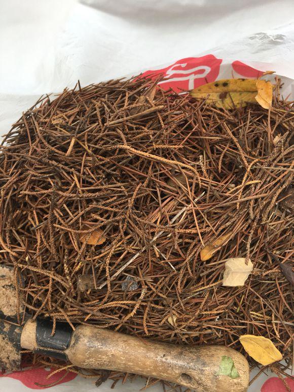 君子兰花盆里长黑色长毛,盆栽君子兰底下长小芽怎么回事