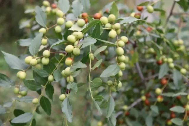 动物与植物有哪些成语故事,哪些成语与植物行为有关