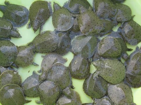 甲鱼的养殖条件及饲养管理办法,甲鱼的养殖技术和饲养方法