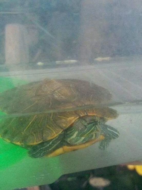 治龟最好的特效药,治疗龟病最好的中药