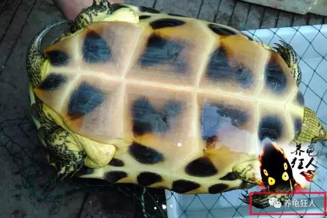 南石龟草龟花龟哪个体型大,草龟花龟珍珠龟哪个更好养