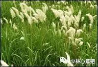 动物中药功效大全,中药药材大全及功效