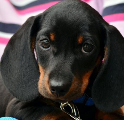 幼犬感染细小必死无疑吗?感染细小的因素有哪些?该如何预防