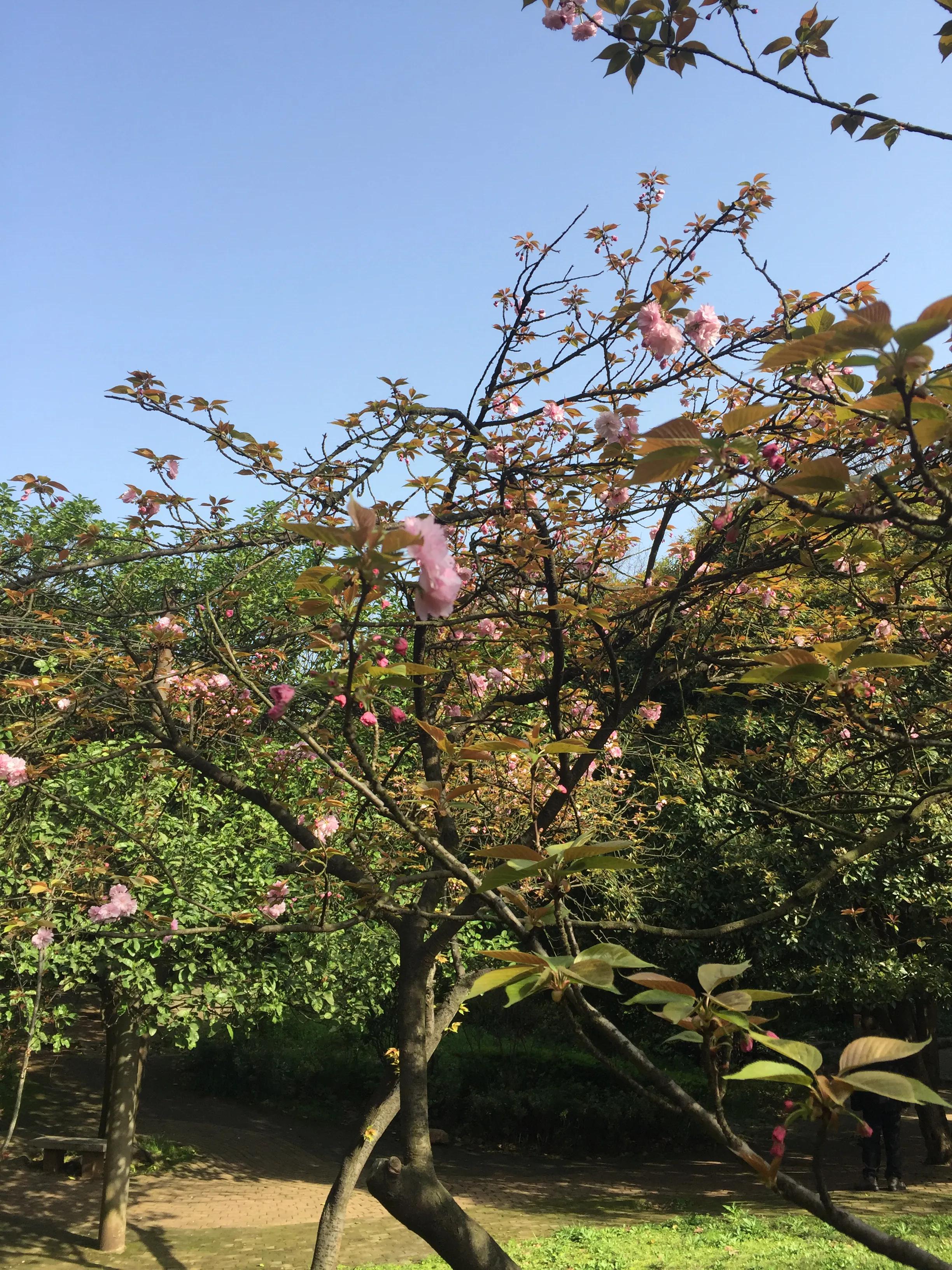 神农公园游览图怎么画简单,神农公园游乐场关门时间