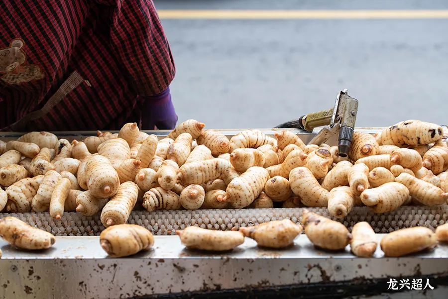 贵州道地药材天麻,道地药材天麻之乡