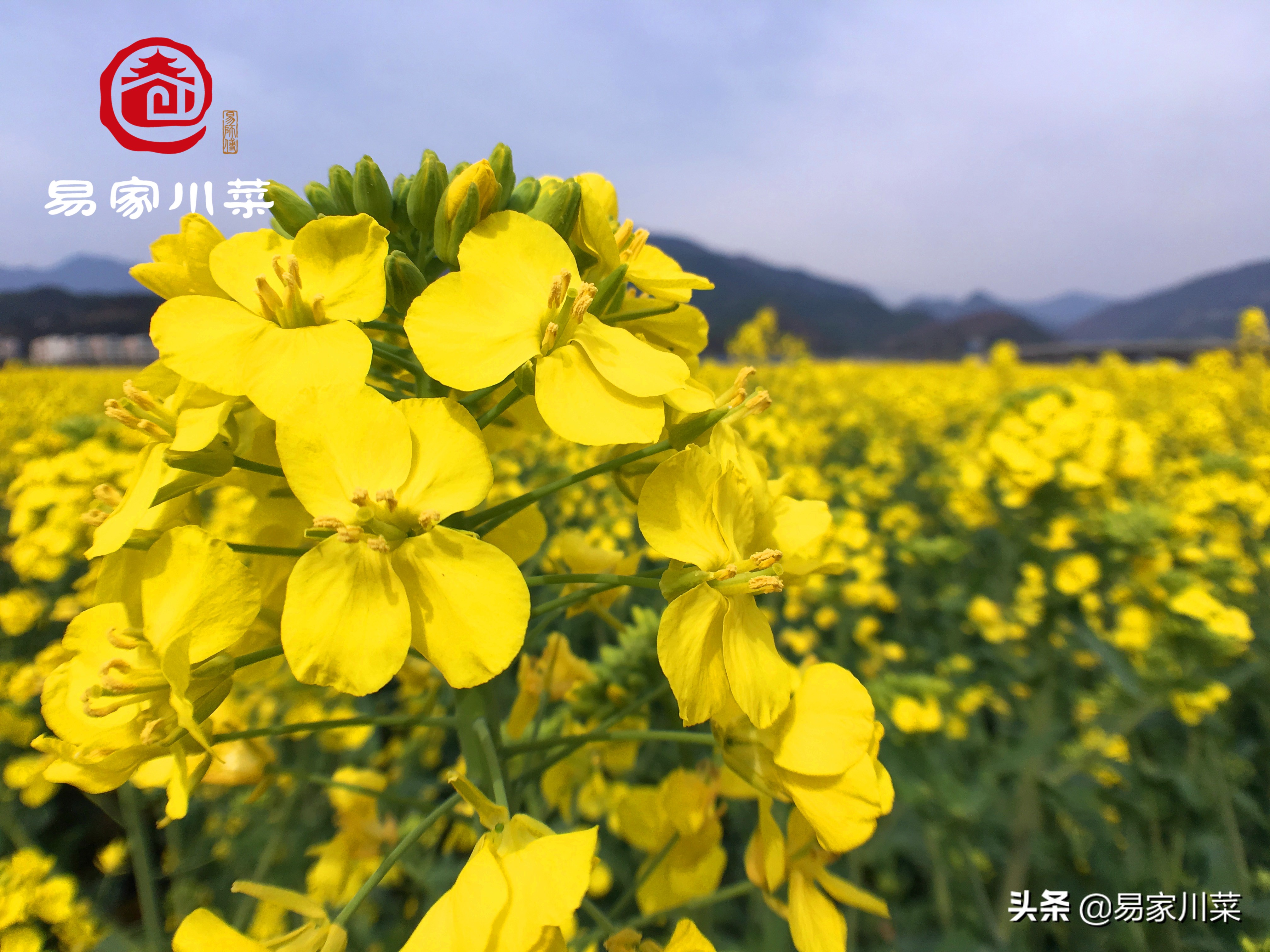 红油闻着香吃着不香,为什么红油不香