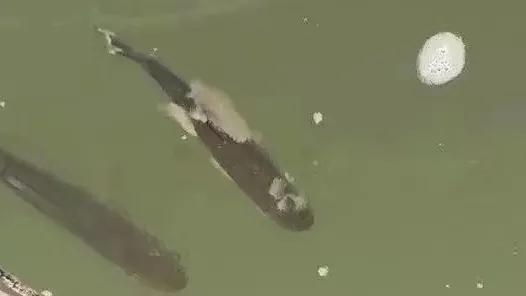 陈昌福：科学选择，合理防治！对患水霉病的养殖鱼类药物防治解析