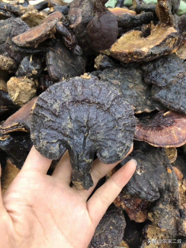 野生赤灵芝直播间,野生赤灵芝怎么吃