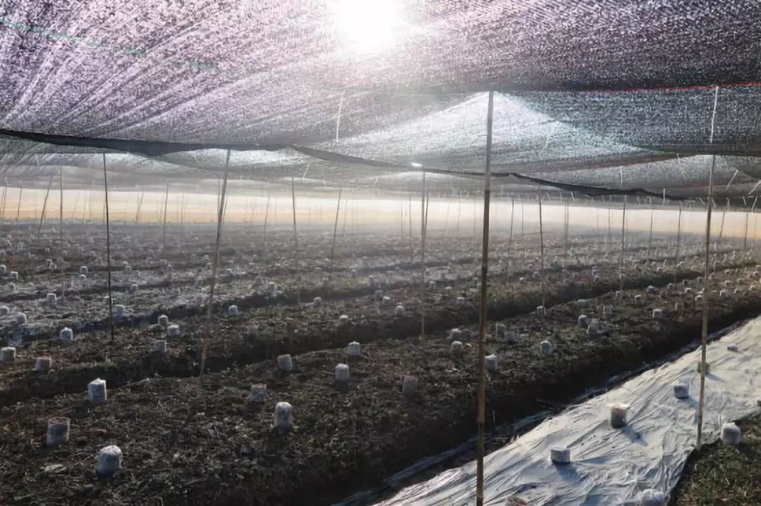 接轨智慧农业，创造核心竞争力，让云南保山隆阳田园综合体升值！