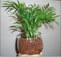 水培花卉养鱼,水培花卉培育