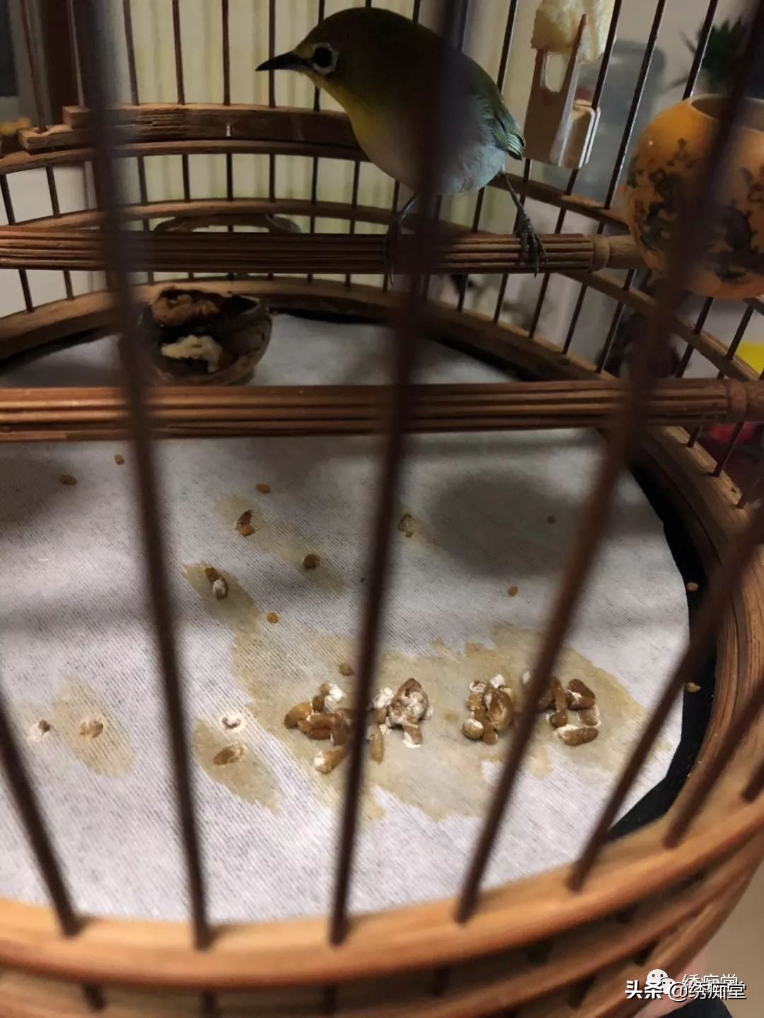 一品绣娘小说阅读,绣痴堂鸟食怎样购买