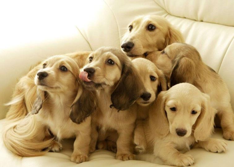 狗狗刚生完小狗注意事项,狗狗刚生完小狗喂什么