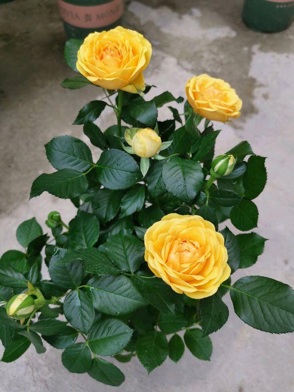 玫瑰花叶子卷曲发蔫怎么回事,玫瑰花叶子突然发蔫怎么回事