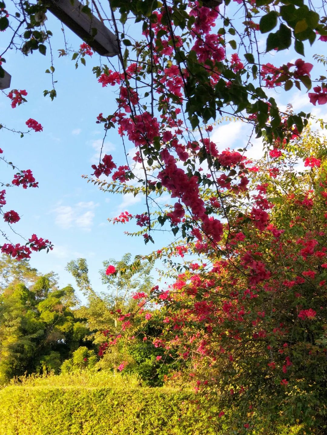 袁金奎老师国画作品欣赏,袁金奎写意花鸟画作品