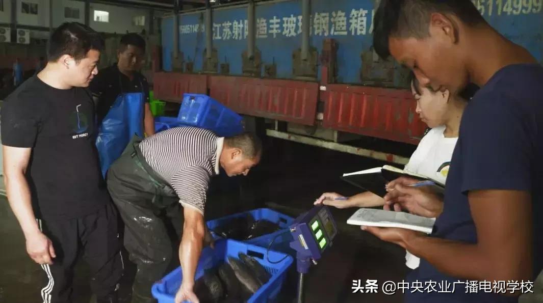 养黑鱼视频大全集,农广天地黑鱼养殖技术视频