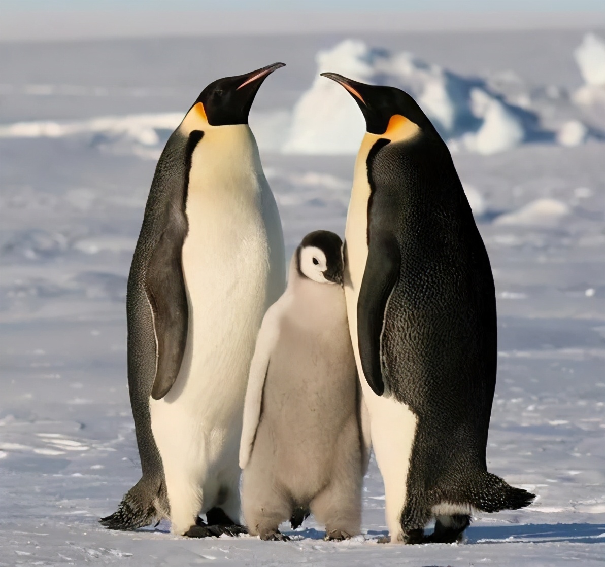 揭秘动物世界的“冷知识”,动物世界中的奇妙之处