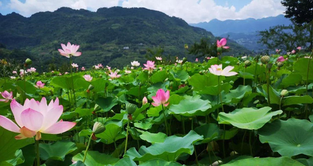 自媒体全职妈妈收益,全职妈妈怎样做自媒体赚钱