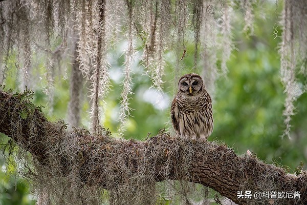 日本近期发布的相机,日本最新镜头报价