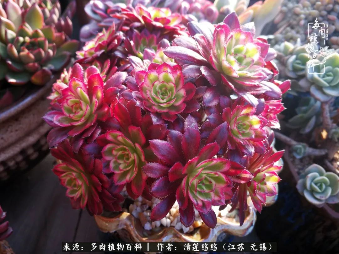 可爱多肉的露脸照,多肉大合照视频