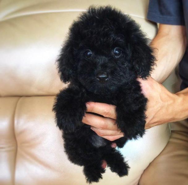 养泰迪不能吃的五大禁忌,养泰迪不给吃狗粮